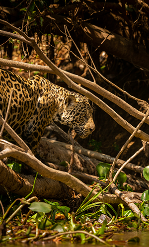 pantanal, safari, onça, jaguar, expedition, birwatching, tour, pantanal safari, jaguar safari, nature tour, pacote, package, destinations, tour