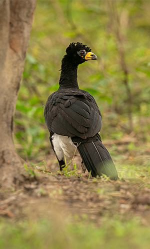 pantanal, safari, onça, jaguar, expedition, birwatching, tour, pantanal safari, jaguar safari, nature tour, pacote, package, destinations, tour