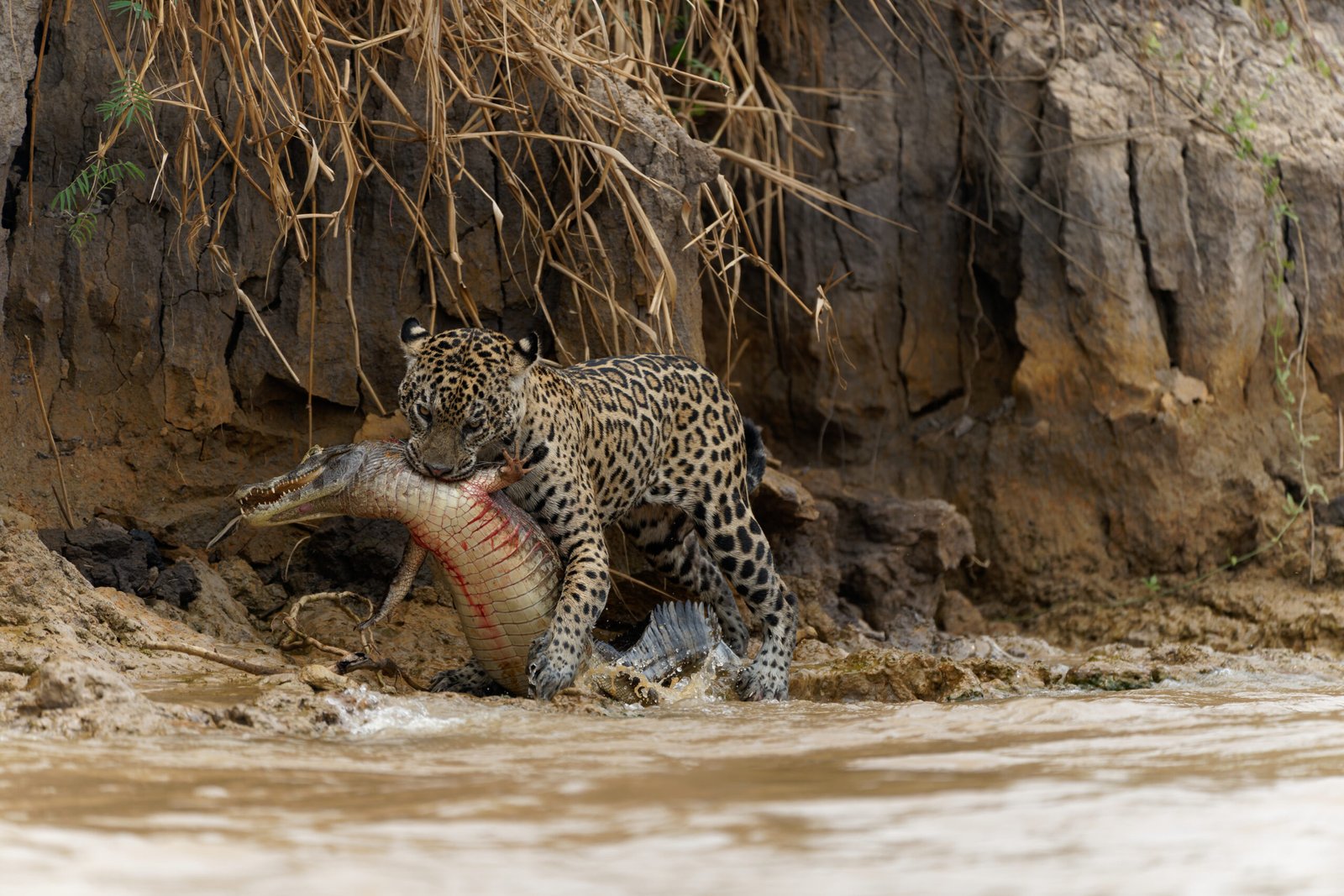 cacada patricia dia 14 10 -ARW_DxO_DeepPRIME